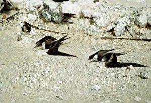 Frigatebirds: FRIGATEBIRDS - sunning