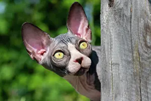 Afraid: Frightened kitten peeps out from behind wooden post