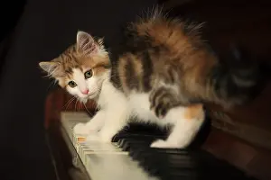 Instruments: Frightened kitten on a piano