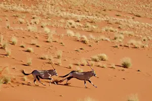 Vlei: Frightened Oryx (Oryx beisa beisa) pair