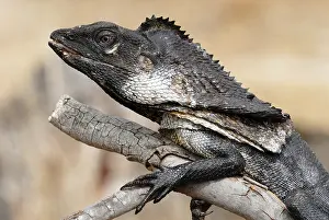 Frill: Frill necked Lizard