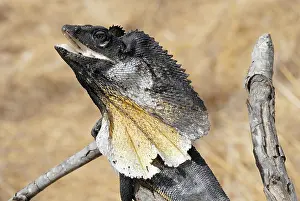 Frill: Frill necked Lizard