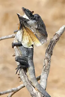 Frill: Frill necked Lizard