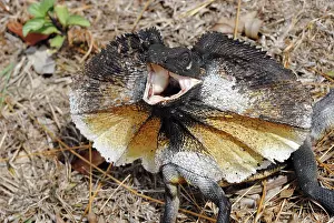 Frill: Frill necked Lizard