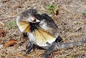 Frill: Frill necked Lizard