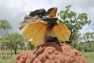 Frill: Frill-necked Lizard