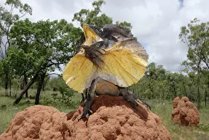 Frill: Frill-necked Lizard