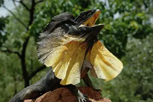 Frill: Frill-necked Lizard