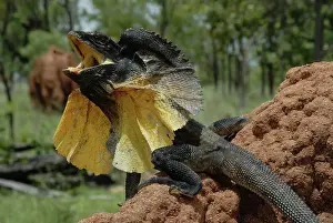 Frill: Frill-necked Lizard