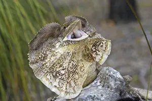 Frill: Frill-necked Lizard