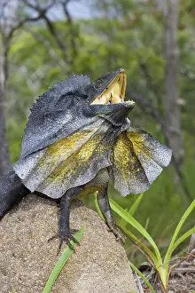Frill: Frill-necked Lizard