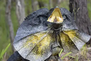 Frill: Frill-necked Lizard