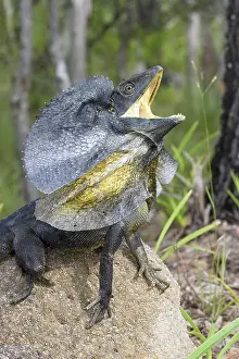 Frill: Frill-necked Lizard