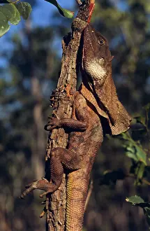 Frill: Frill-necked Lizard