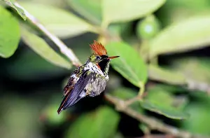 Hummer: Frilled Coquette Hummingbird