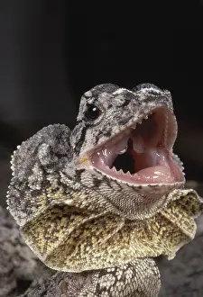 Frill: Frilled Dragon