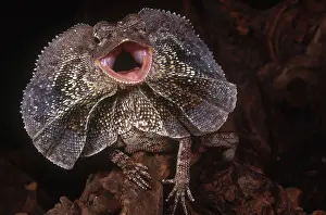 Chlamydosaurus: Frilled Dragon
