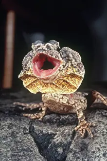 Chlamydosaurus: Frilled Dragon