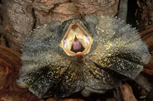 Chlamydosaurus: Frilled Dragon