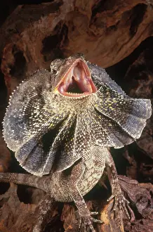 Chlamydosaurus: Frilled Dragon