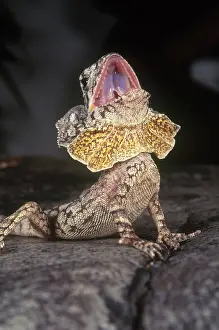 Chlamydosaurus: Frilled Dragon