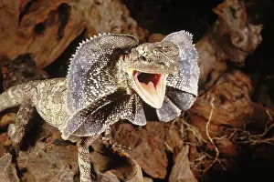 Chlamydosaurus: Frilled Dragon (Chlamydosaurus kingii)