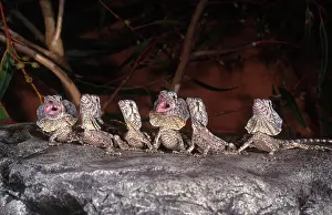 Frill: Frilled Dragons