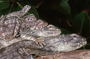 Frill: Frilled Dragons