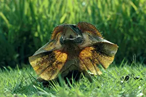 Dewlap: Frilled Lizard