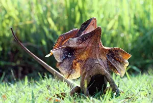FRILLED LIZARD