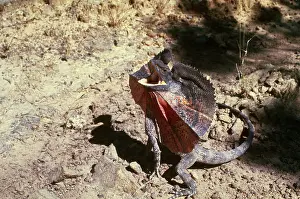 Frill: Frilled Lizard