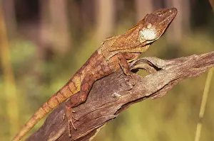 Frill: Frilled Lizard