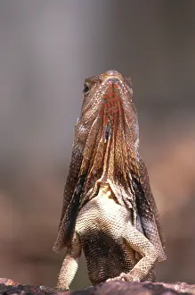 Frill: Frilled Lizard