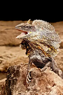 Chlamydosaurus: Frilled Lizard, Chalamydosaurus kingii