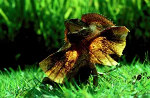 Chlamydosaurus: Frilled lizard (Chlamydosaurus kingii) In defence