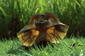 Chlamydosaurus: Frilled lizard (Chlamydosaurus kingii). Northern