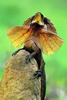 Chlamydosaurus: FRILLED LIZARD - DEFENCE