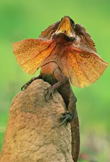 Chlamydosaurus: Frilled Lizard - defence