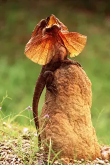 Lizards: FRILLED LIZARD - DEFENCE