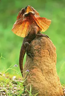 Chlamydosaurus: FRILLED LIZARD - Defence display