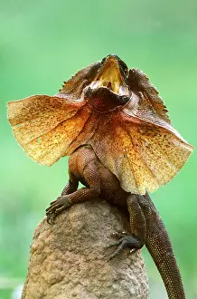 Lizards: FRILLED LIZARD - DEFENCE DISPLAY