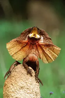 Lizards: FRILLED LIZARD - DEFENCE DISPLAY