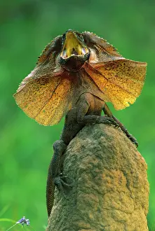 Dewlap: Frilled Lizard - Defensive display