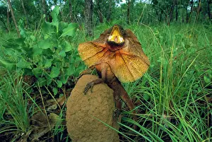 Dewlap: Frilled Lizard - Defensive display perched on termite