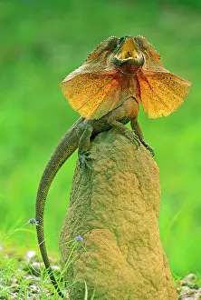 Dewlap: Frilled Lizard - Defensive display perched on termite