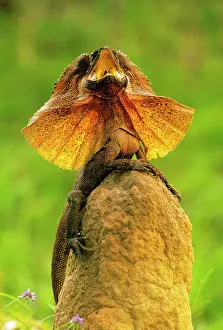 Chlamydosaurus: Frilled Lizard - Defensive display perched on termite
