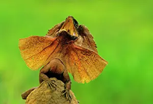 Chlamydosaurus: Frilled Lizard - Defensive display perched on termite mound
