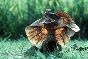 Lizards: FRILLED LIZARD - DEFENSIVE POSE