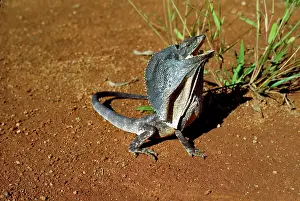 Frill: FRILLED LIZARD - FRILL UP