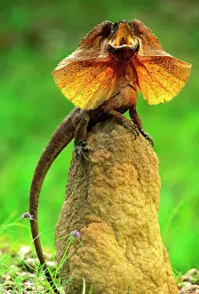 Chlamydosaurus: Frilled lizard - on top of termite mound